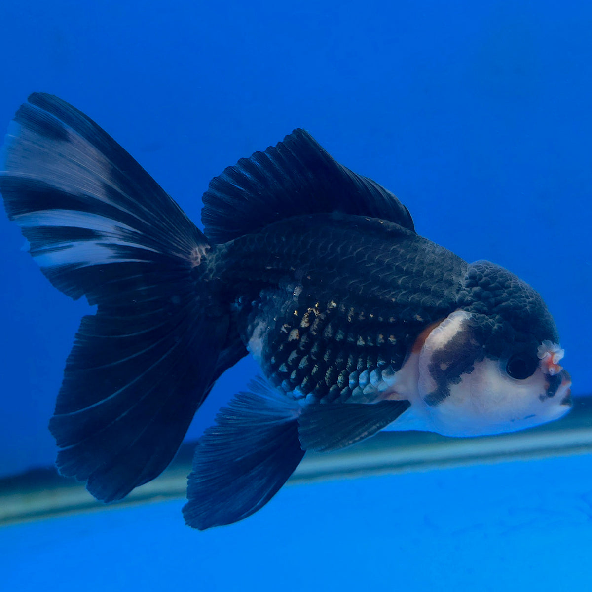 Thai Oranda Panda 3.0" Body Male (FEB-860)