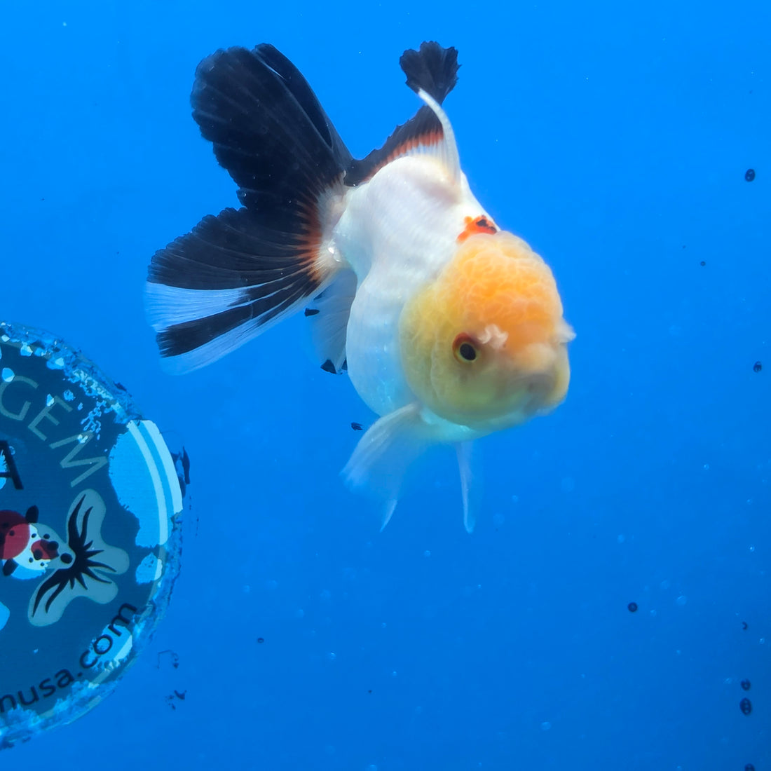Thai Oranda Panda 3.5 in Body Female (FEB-518)R3A08