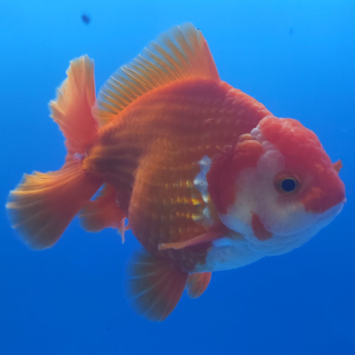 Thai Jumbo Oranda Red & White 4in Female (FEB-232)R2A13