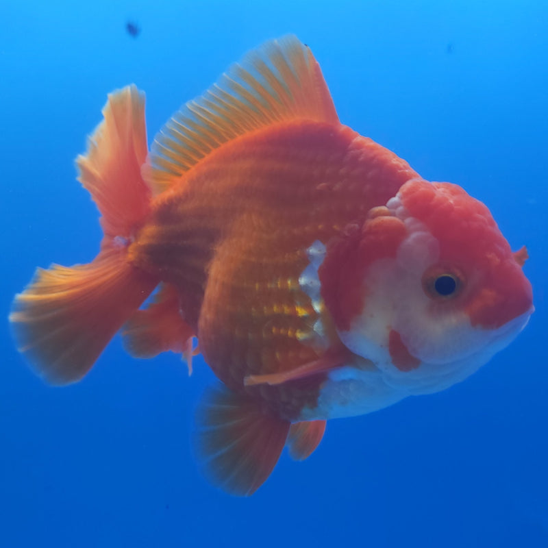 Thai Jumbo Oranda Red & White 4in Female (FEB-232)BLUETUB1