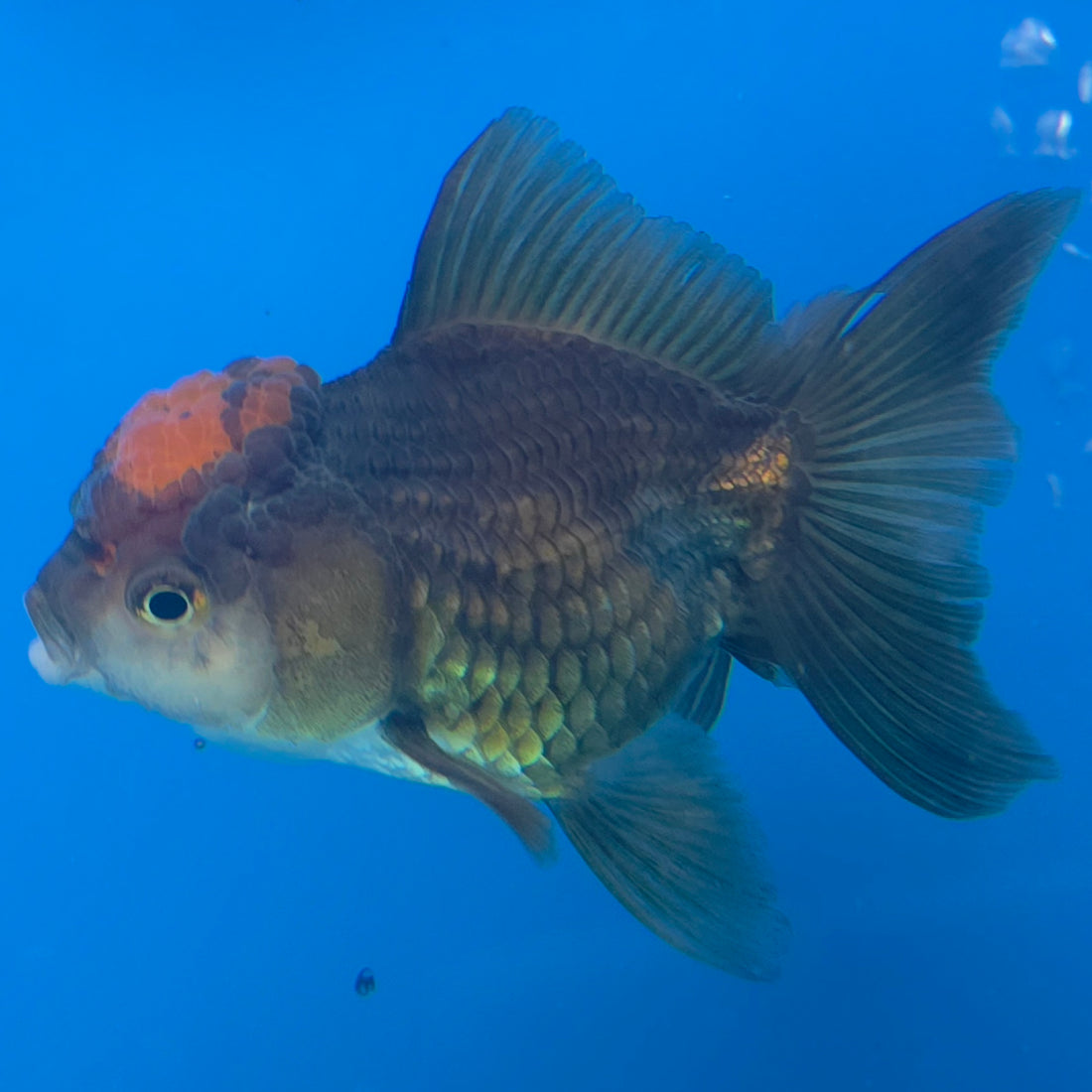 Thai Oranda Apache 2.5” Male(FEB-633)R3B15