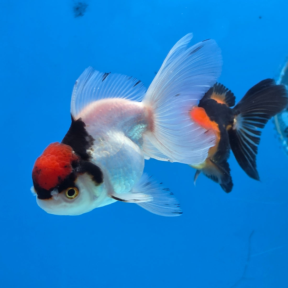 Thai Oranda Red Cap Panda Short body breed 2.5" Body Female 6mths(FEB-564)R3B22
