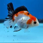 Thai Oranda Tri Color 3 in Body Female (FEB-526)R3A07