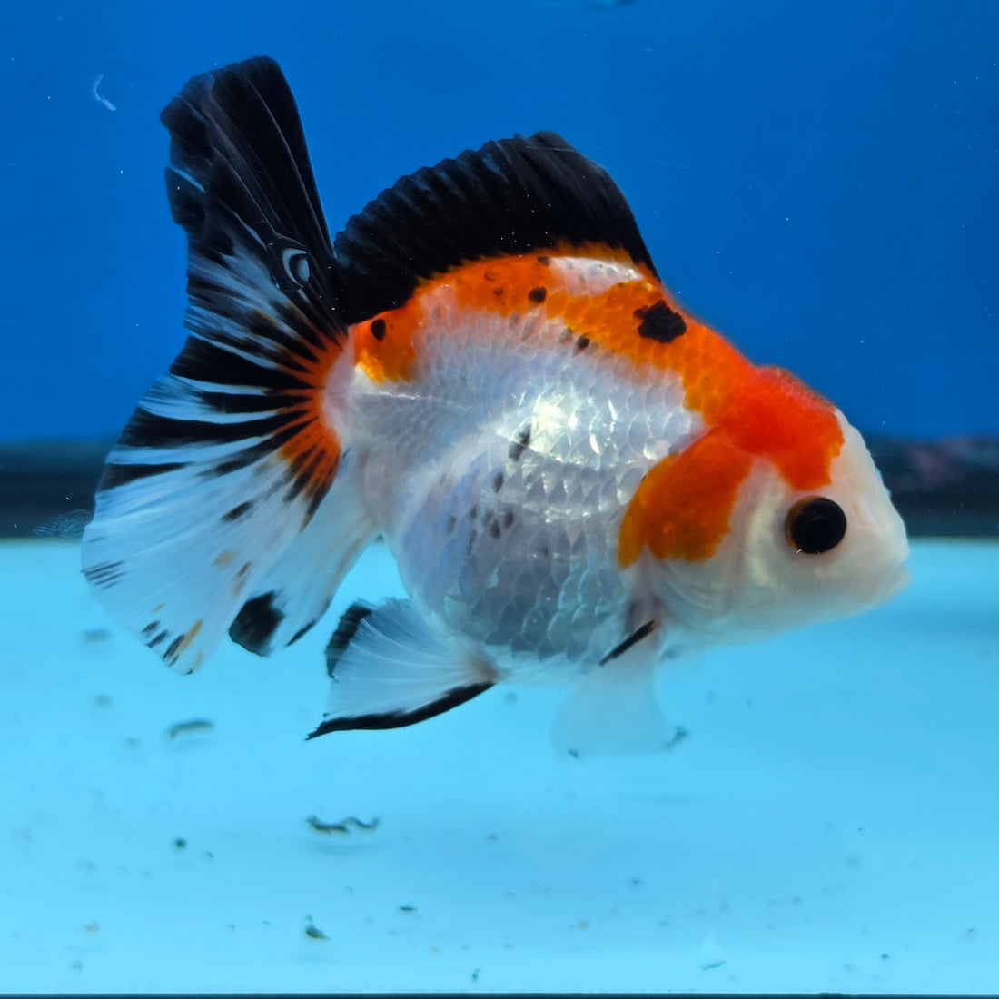 Thai Oranda Tri Color 3 in Body Female (FEB-526)R3A07