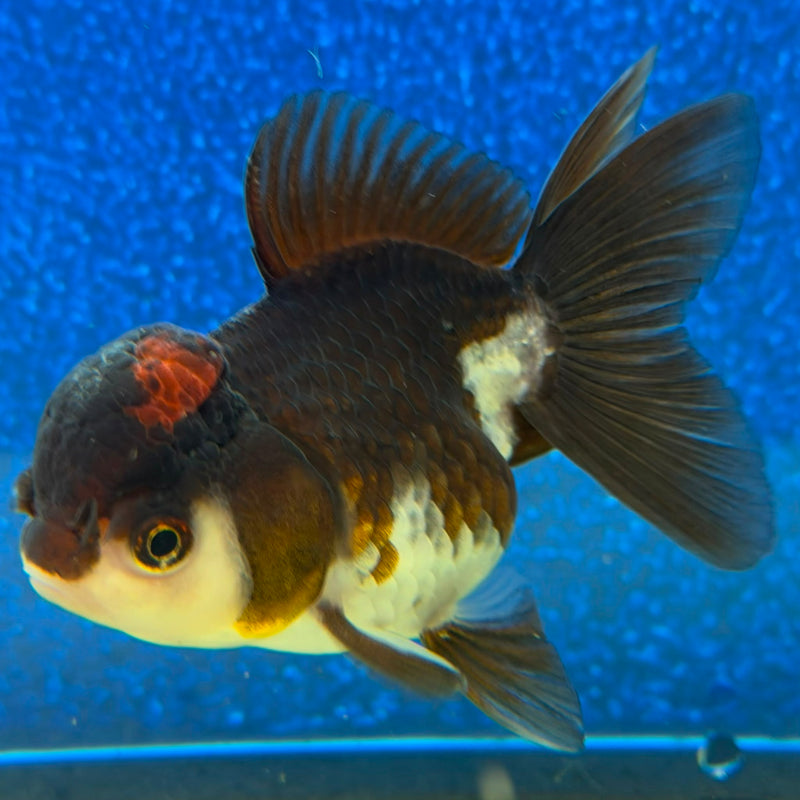 Thai Oranda Panda 2.5in Female (FEB-477)R3B17