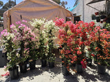 Bougainvillea White Veraa in pole 4 feet tall 5 gallon pot