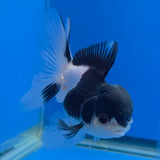 Thai Oranda Panda 3.00" Body Female (FEB-755)R2B07