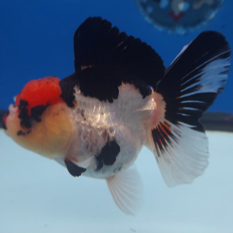 Thai Jumbo Oranda Tri-Color 5in Female (FEB-218)BLUETUB2