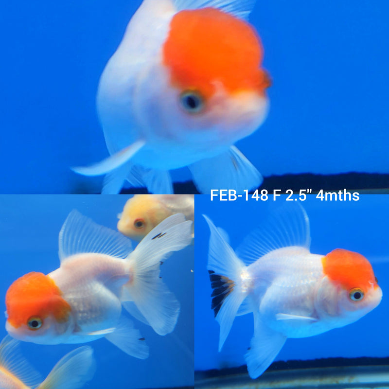 Red & White Oranda 2.5” Body Female (FEB-148)R3B16