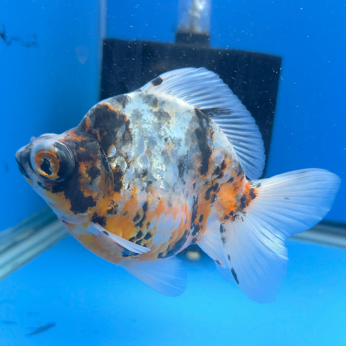 Thai Calico Demekin 3.00" Body Female (FEB-733)BLUETUBA