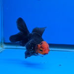 Thai Oranda Red Cap Black 2.75" Body Female (FEB-743)R2B01