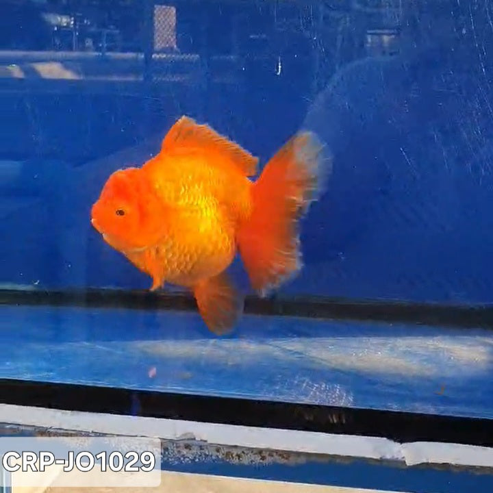 Thai Premium Jumbo Red Oranda 5.00 inch Body Oranda (CRP-JO1029)