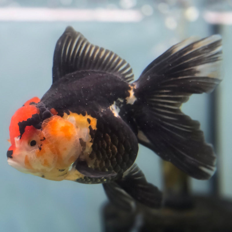 Thai Oranda Tri-Color 3.5" Female (CK-090)SHOWTANK