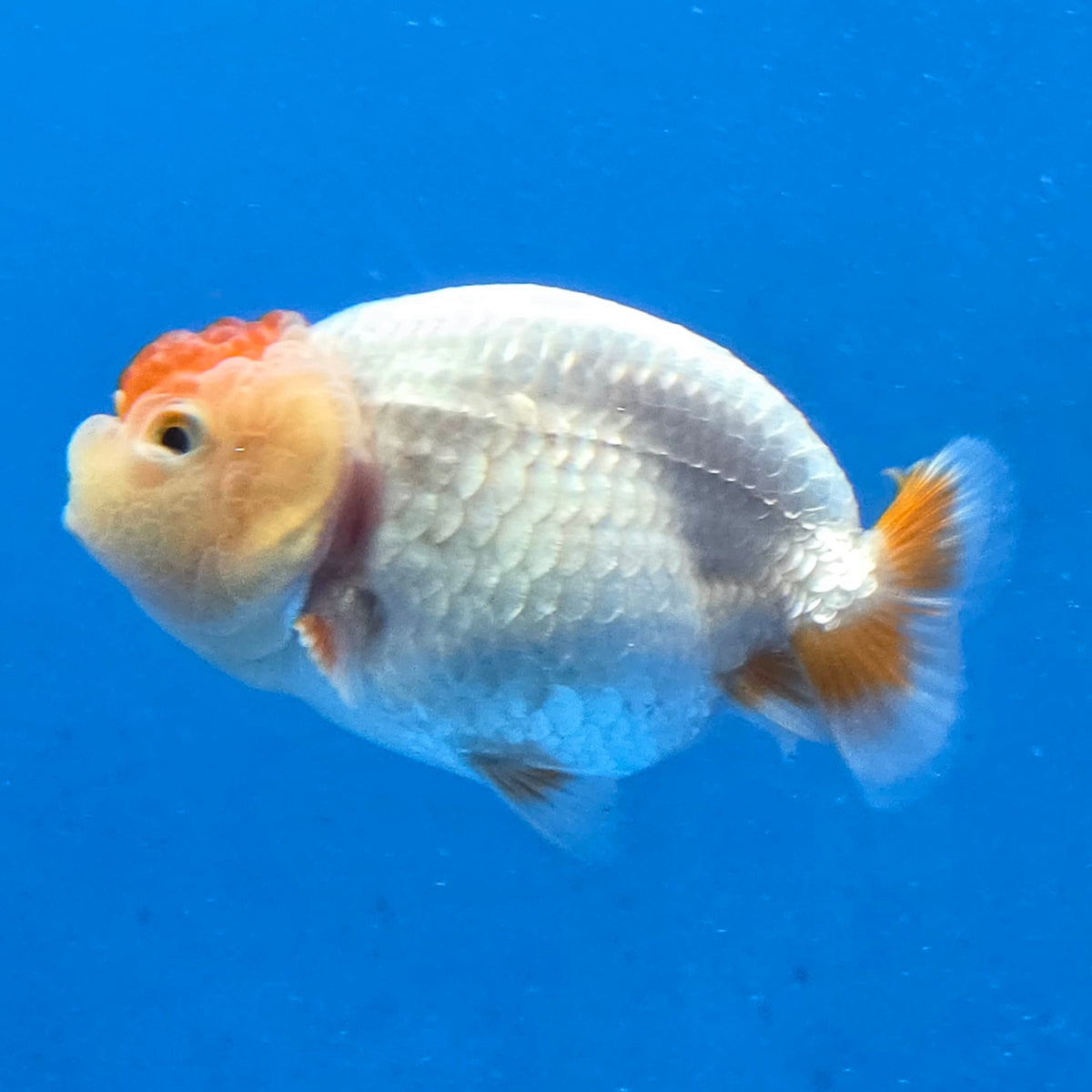 Thai Ranchu 2.50" Body Female (G-FEB-100)R2B11