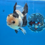 Thai Oranda Panda 4" Body male 9mths(FEB-570)R3A01