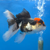 Thai Oranda Panda 3.00" Body Female (FEB-769)R2B07