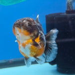 Thai Oranda Kirin Sakura Shogun Farm 3.2" Body male 6mths(FEB-579)R3B02