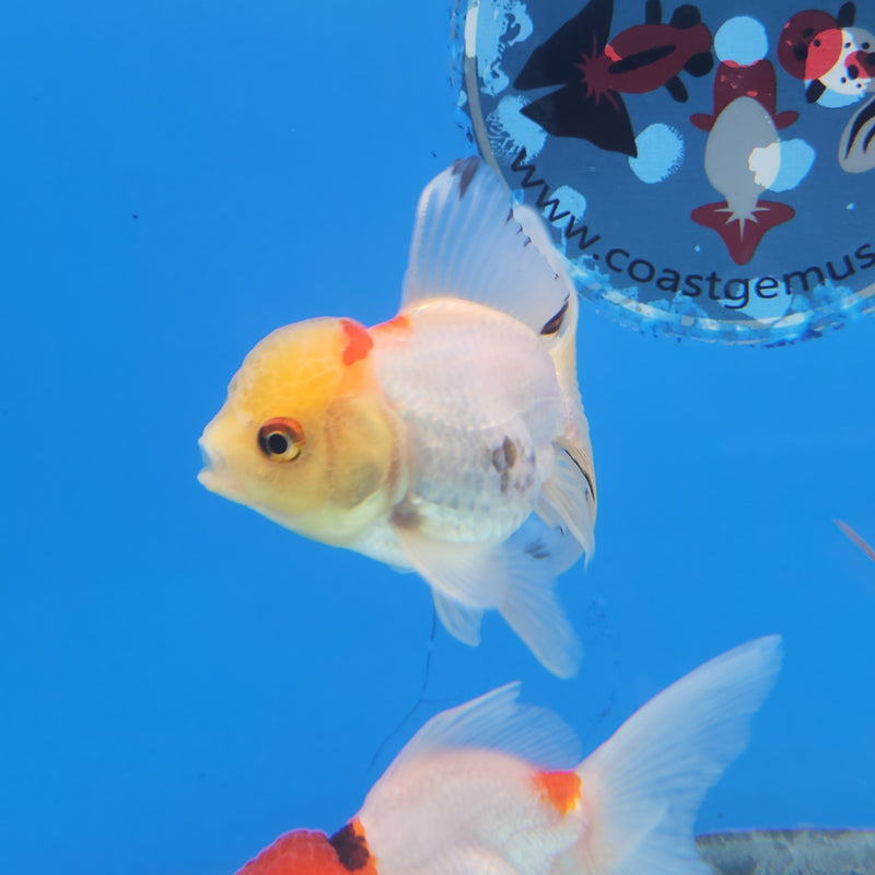 Thai Oranda Lemonhead Panda 2” Body Female (FEB-173)R3A08