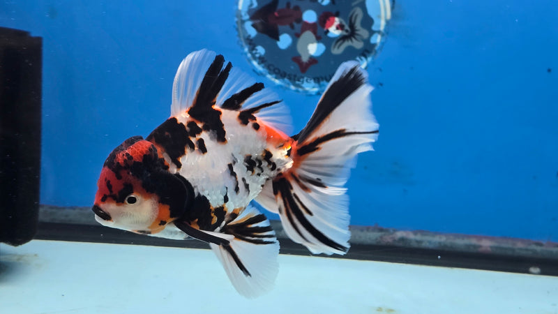 Thai Tri Color Tiger Calico Orchid Tail 3.50 inch Body Male Medium Breed (NNN-3029)R3A15