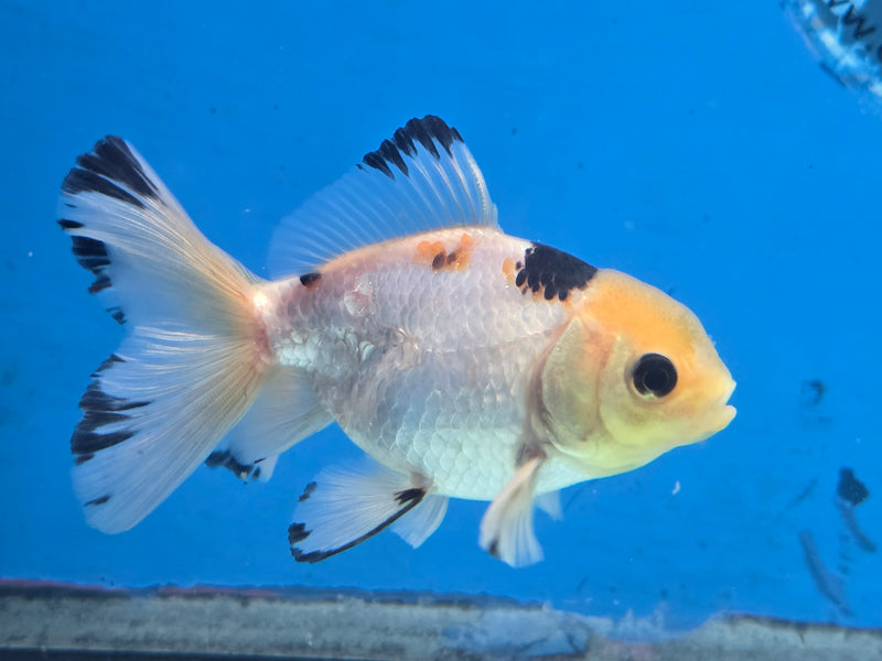 Thai Panda Orchid Tail Medium Breed Oranda 2.50 inch Body Male (NNN-1927)R4B03