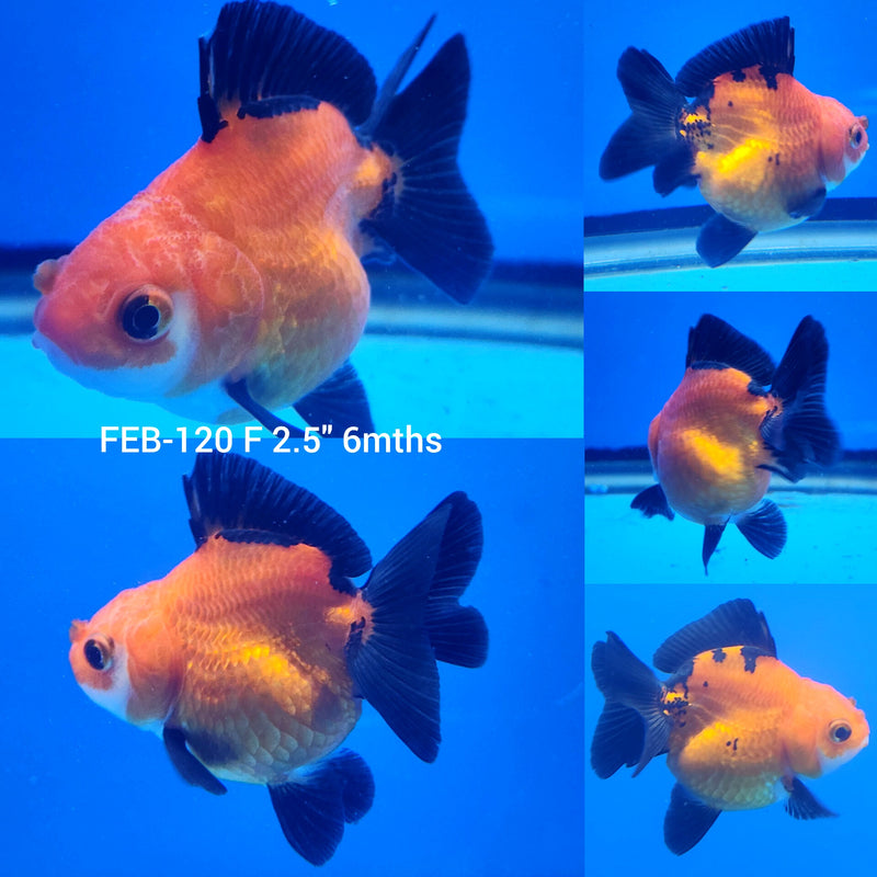 Thai Apache Oranda 2.5” Body Female (FEB-120)R3B13