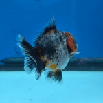 Thai Oranda Red Cap Blue Kirin Shogun Farm 2.5" Body Female 6mths(FEB-584)R3B02