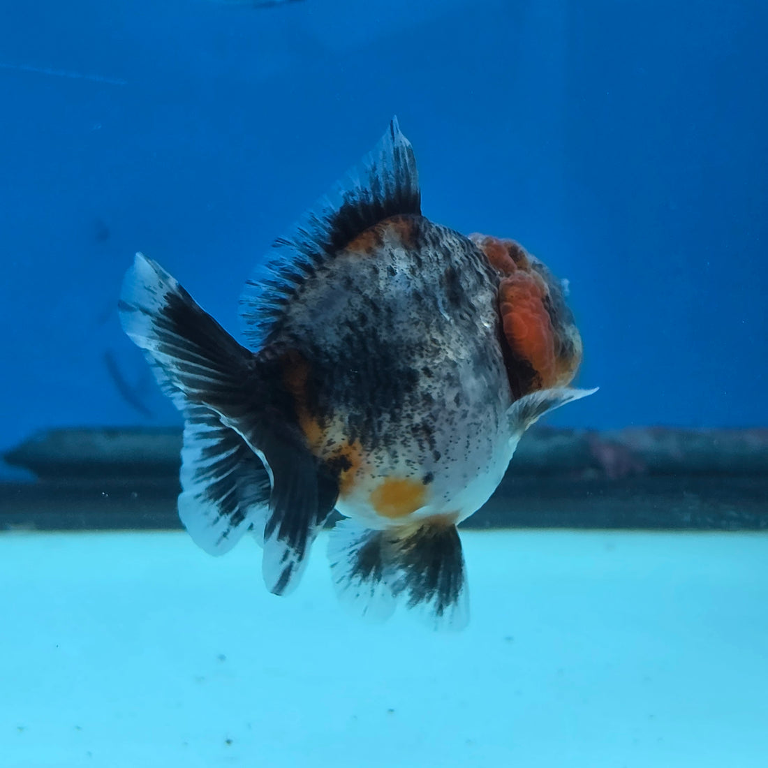 Thai Oranda Red Cap Blue Kirin Shogun Farm 2.5" Body Female 6mths(FEB-584)R3B02