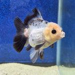 Thai Oranda Lemon head Panda 2.7” Male(FEB-650)R3B21