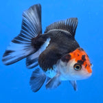 Thai Oranda Tri-Color style 2.75" Body Female (FEB-742)R2B01