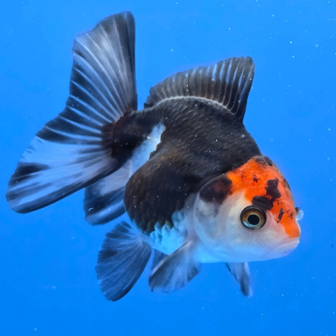 Thai Oranda Tri-Color style 2.75" Body Female (FEB-742)R2B01