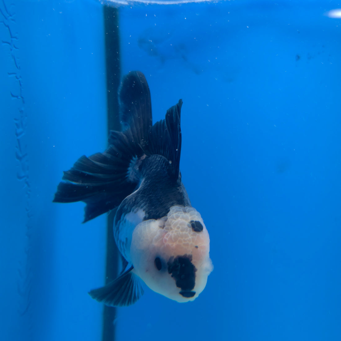 Thai Oranda Lemonhead Panda Silver 2.5” Female(FEB-683)R3B01