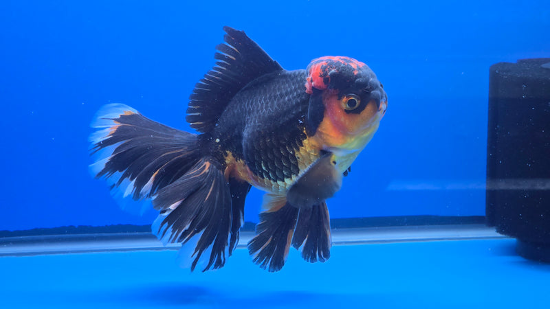 Thai Jumbo Apache Orchid Tail Oranda 5.00 inch Body Male 8 Months Age Giant Breed (NNN-3018)R1A07