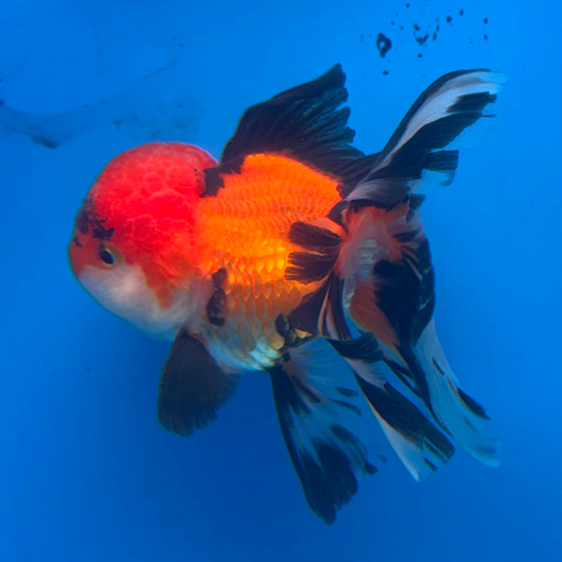 Thai Oranda Tri-Color 3.0” Male(FEB-629)R1A09