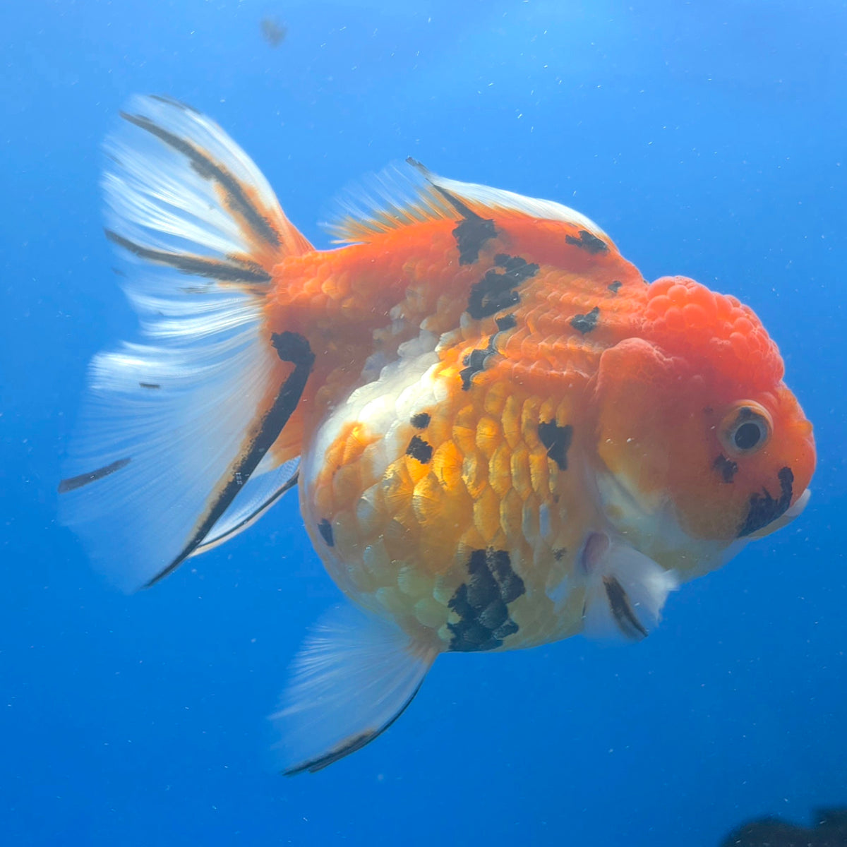 Thai Oranda Red Apache  3.80" Body Female (FEB-804)R1B04