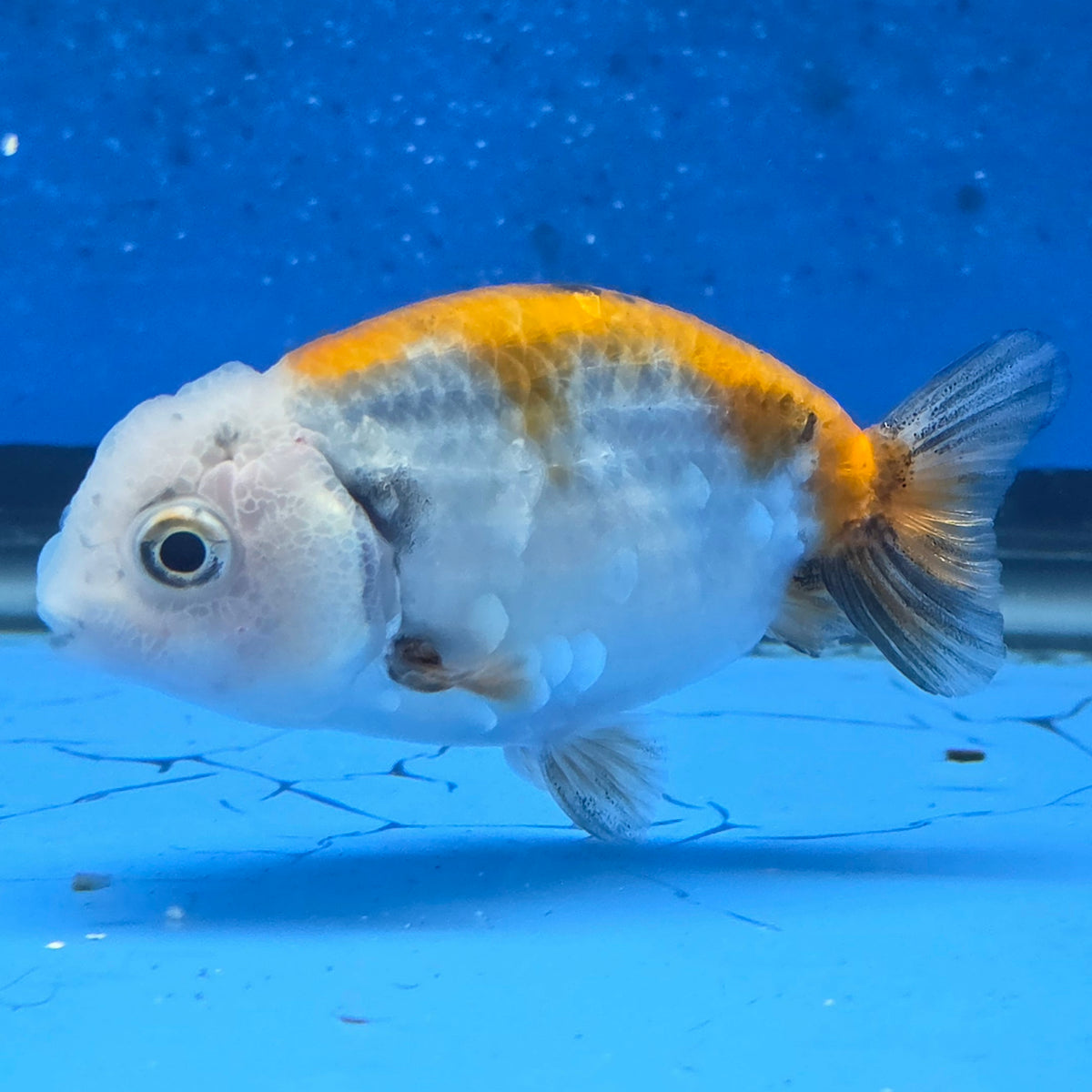 Thai Ranchu Red White Calico 2.00" Body Female (FEB-872)R2B06