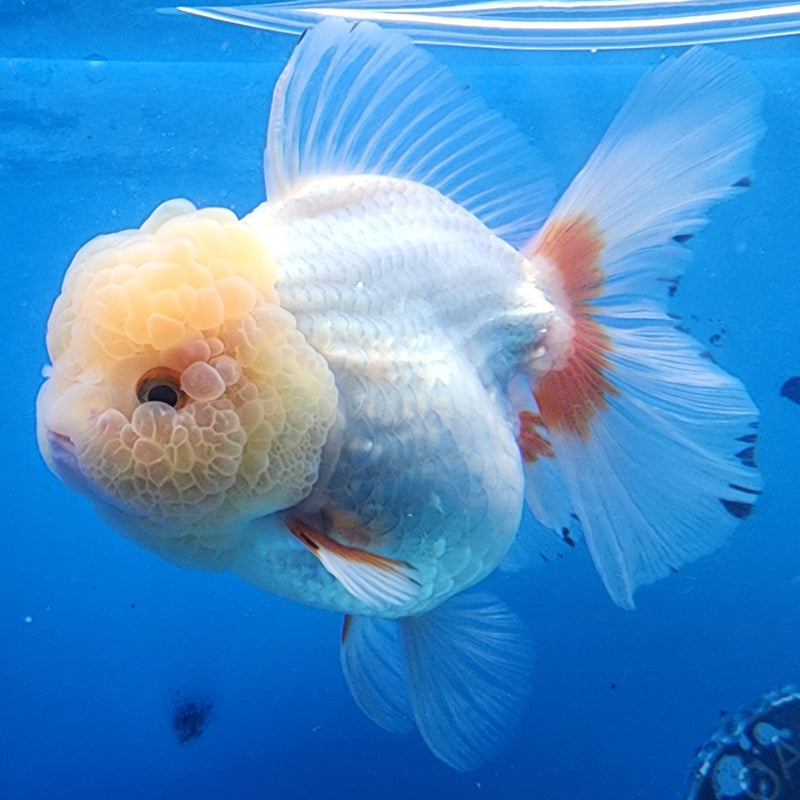 Thai Oranda JUMBO Lemon Head Red/White 4” Body Female(CK-1433)BLUETUB2