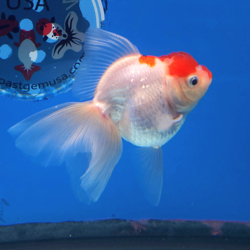 Thai Oranda Red Cap 3” Female (FEB-252)R3B04