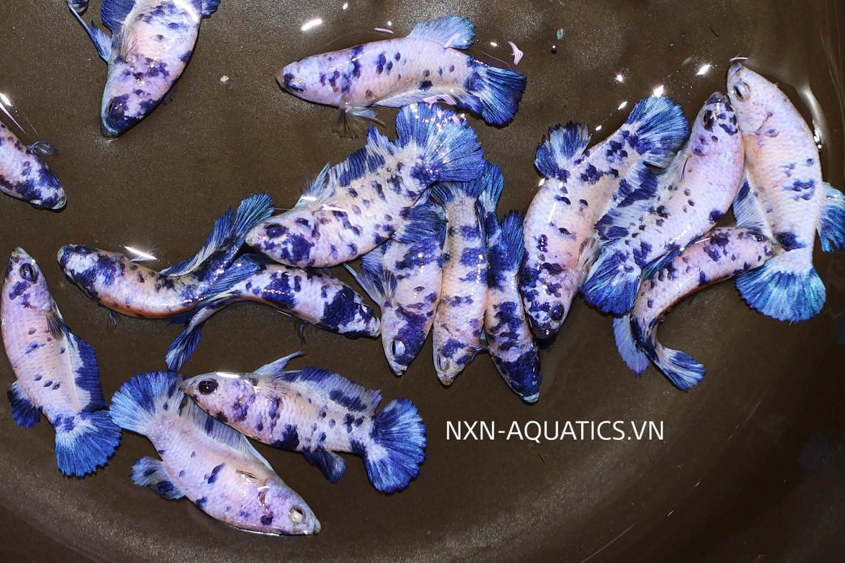 BLUE MARBLE DOT FEMALE BETTA Sorority Group Our Choice (CBG-052)