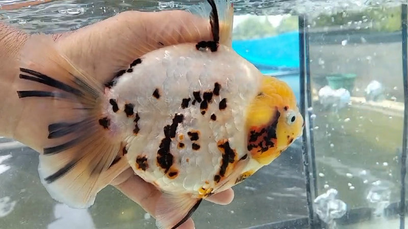Thai Jumbo White Tiger Calico Orchid Tail Oranda by NK THAILAND 5.00 inch Body (NKT-JO2022)