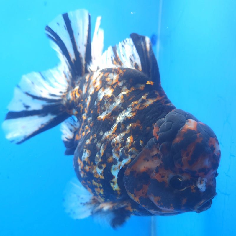 Thai Jumbo Black Tiger Orchid Tail Oranda by NK THAILAND 5.00 inch Body (NKT-FEB-377)