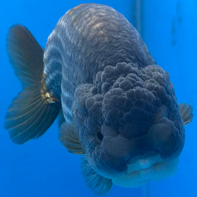 Thai Granite Ranchu 4” Body Female(FEB-407) BLUETUBD