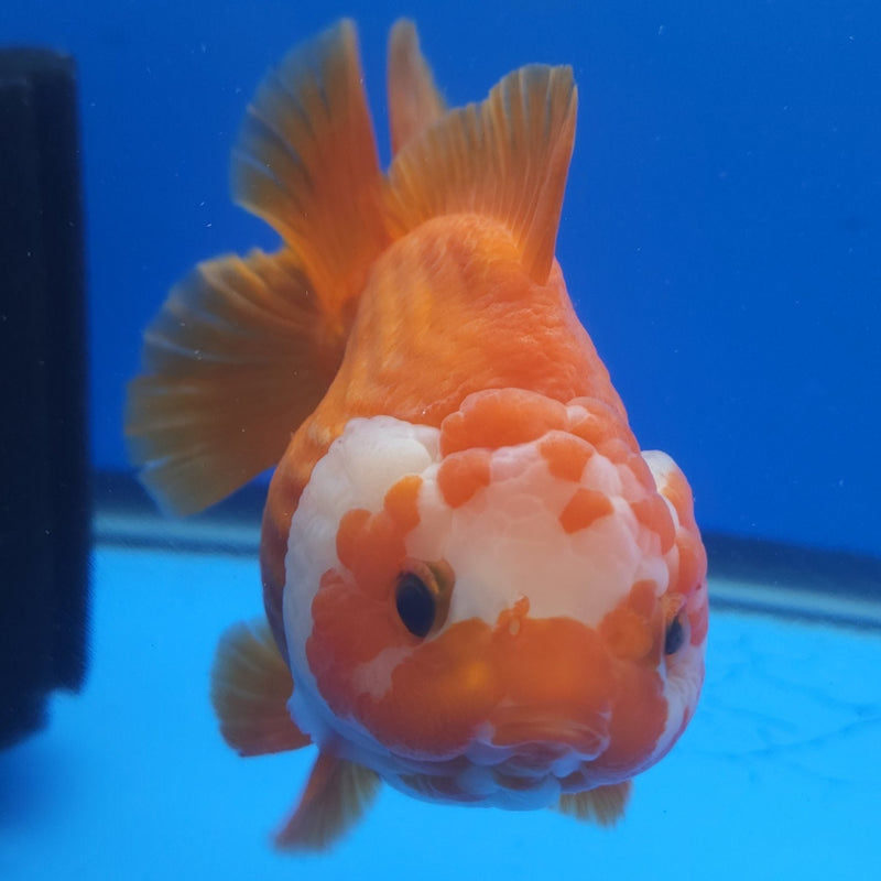 Thai Jumbo Oranda Red & White 4in Female (FEB-234)BLUETUB1