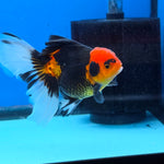 Thai Oranda Apache Butterfly Tail 3.5 in Male (FEB-517)R3A08