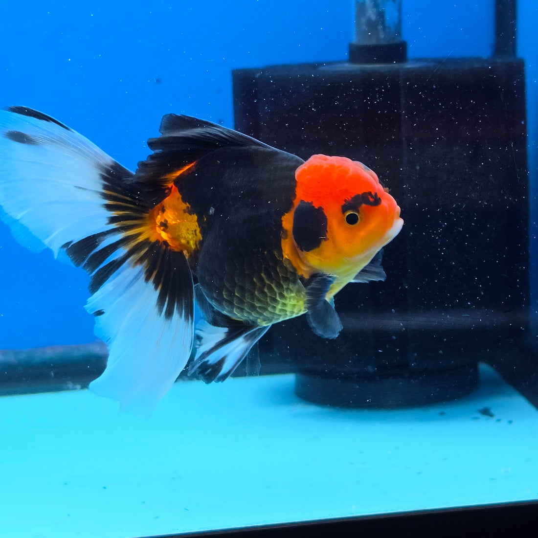 Thai Oranda Apache Butterfly Tail 3.5 in Male (FEB-517)R3A08