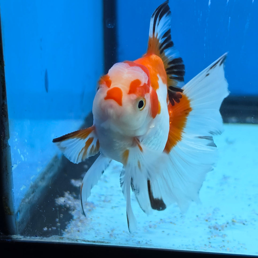 Thai Oranda Tri Color 2.8 in Body Female (FEB-530)R3A06