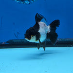 Thai Oranda Panda 3 in Body Female (FEB-519)R3A08