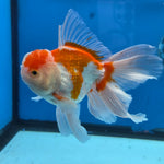 Thai Oranda Lemon Head Red and White 4" Body male 9mths(FEB-576)R2A02