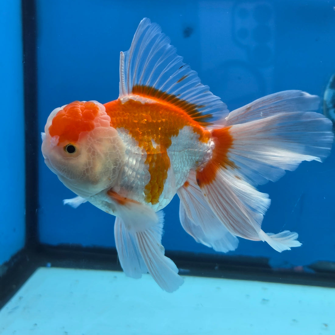 Thai Oranda Lemon Head Red and White 4" Body male 9mths(FEB-576)R2A02