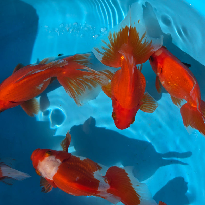 China Red/White Broadtail Ryukin 3.00 inch Body (CGF)