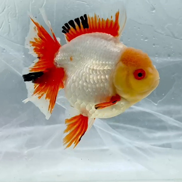 Thai Premium Red/White Orchid Tail Oranda 4.00 inch Body (QGF-JO1144)BLUETUB1